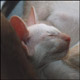 Cuchulainn 8,5 veckor / 8,5 weeks