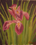 Vinröd Iris