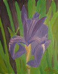 BLå Iris